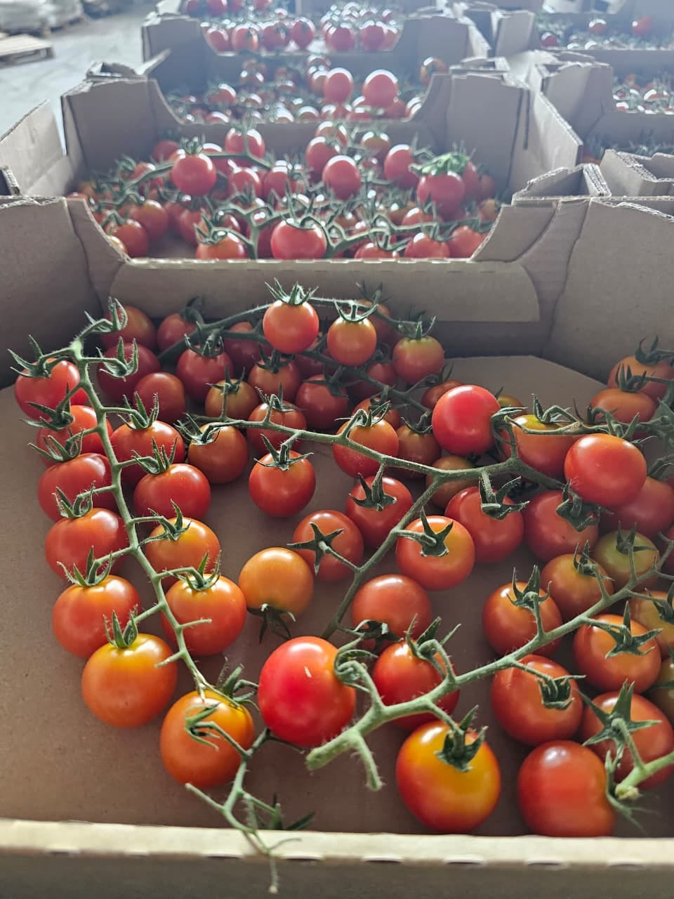 Томат черри тепличный — фото 4