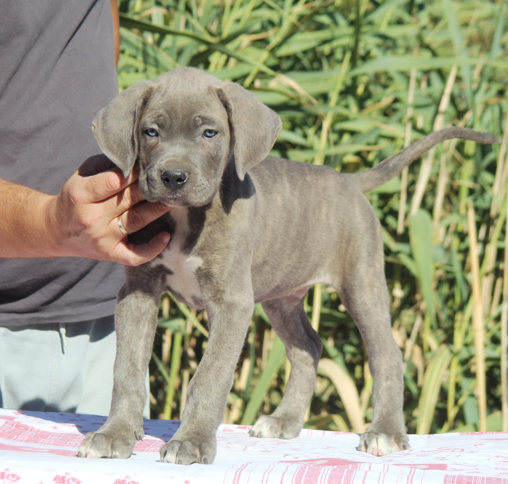 Щенки кане-корсо — фото 4