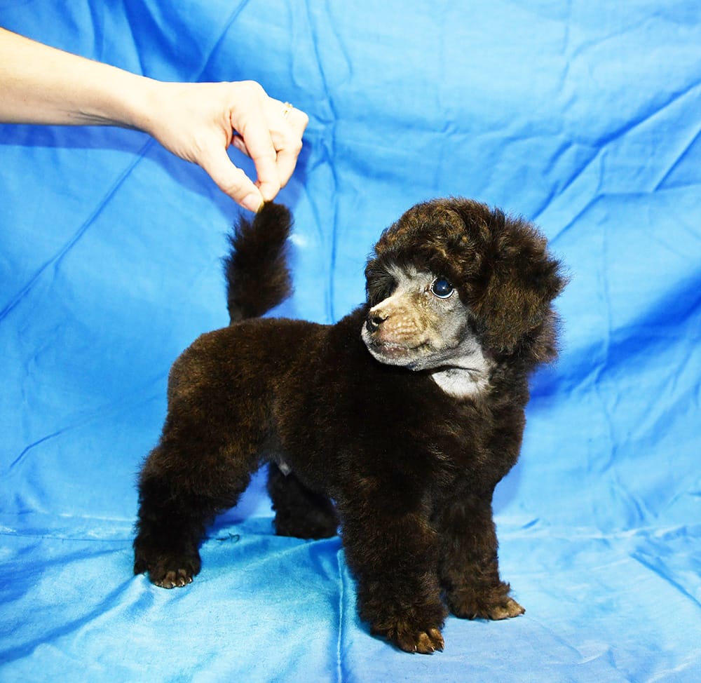 Щенок  пуделя миниатюрный мальчик серебристый Джентли Борн Рикки