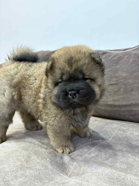 Чистокровные щенки чау-чау — фото 3