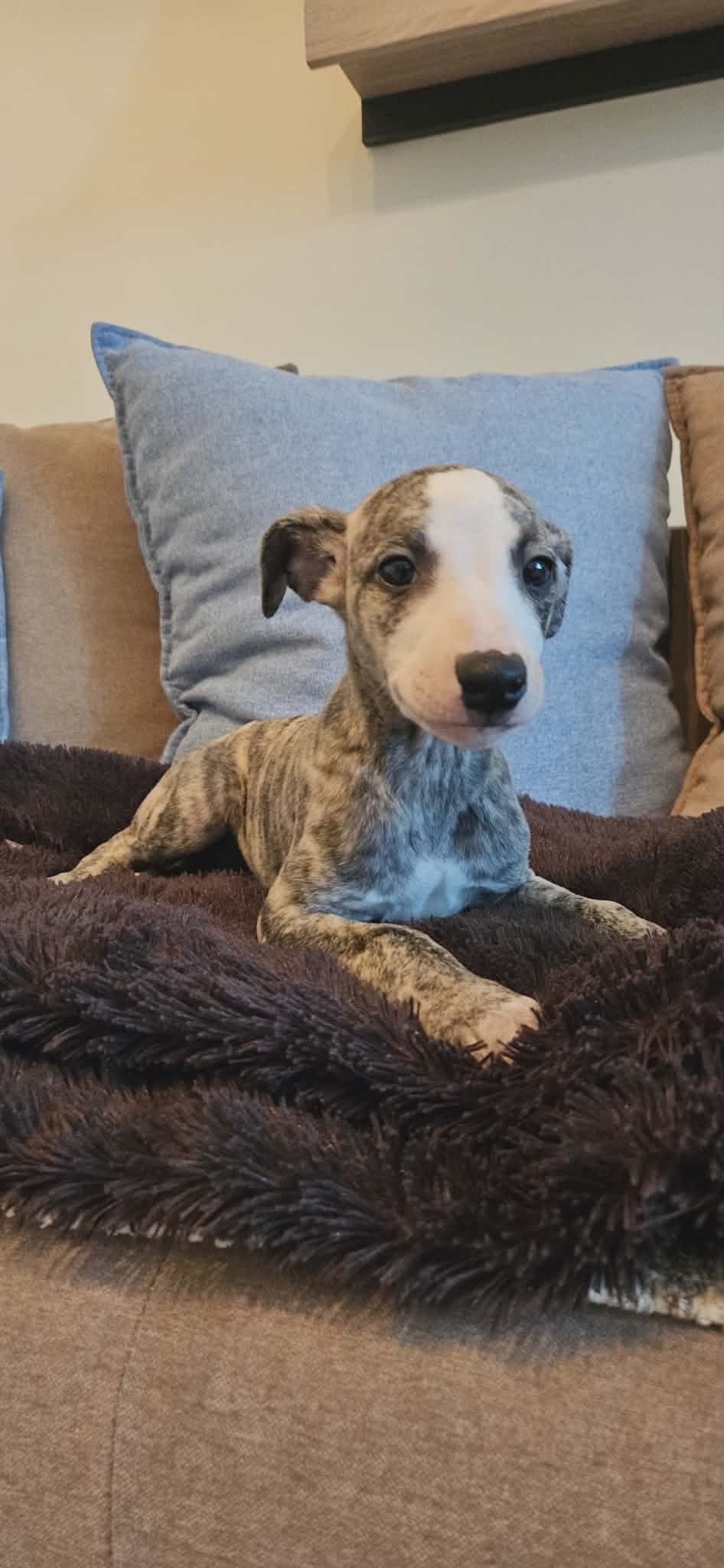 Щенки персидской борзой и салюки — фото 4