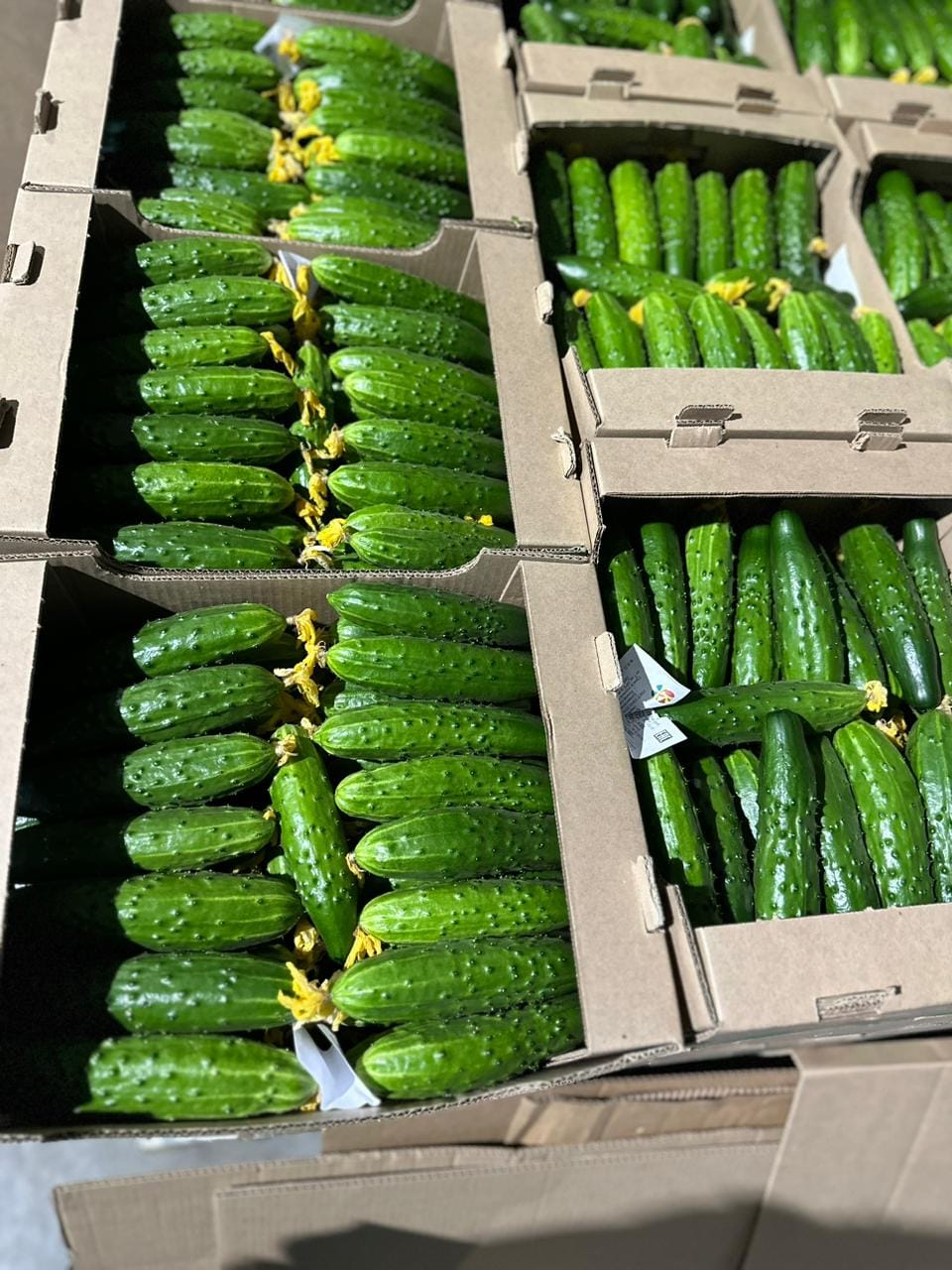 Тепличный Огурец ТСХ (Атлет, Эстафета, Пчелка) — фото 5