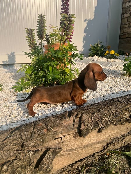 Щенки таксы короткошерстной высшего качества — фото 4