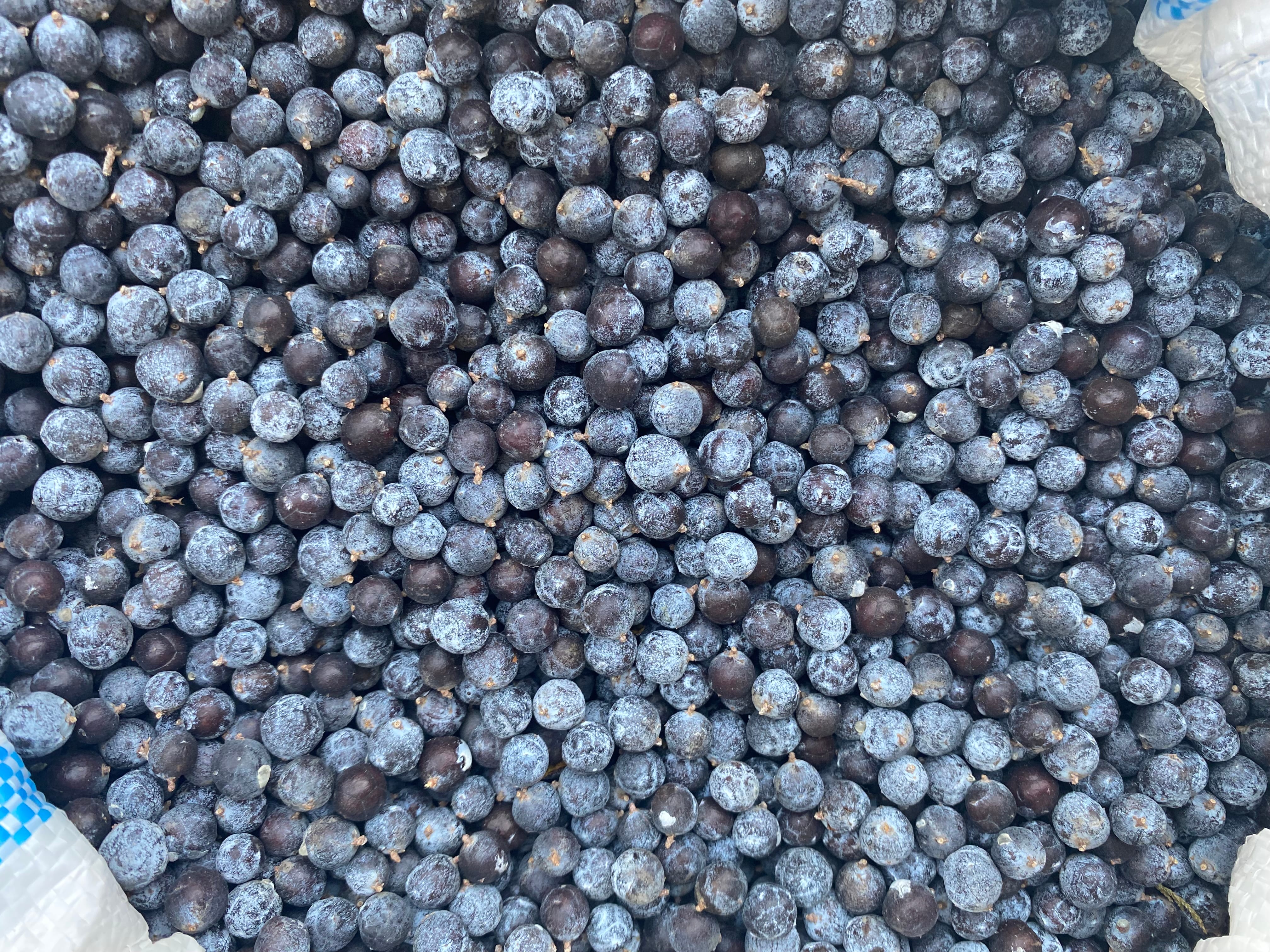 Можжевельник синий плоды