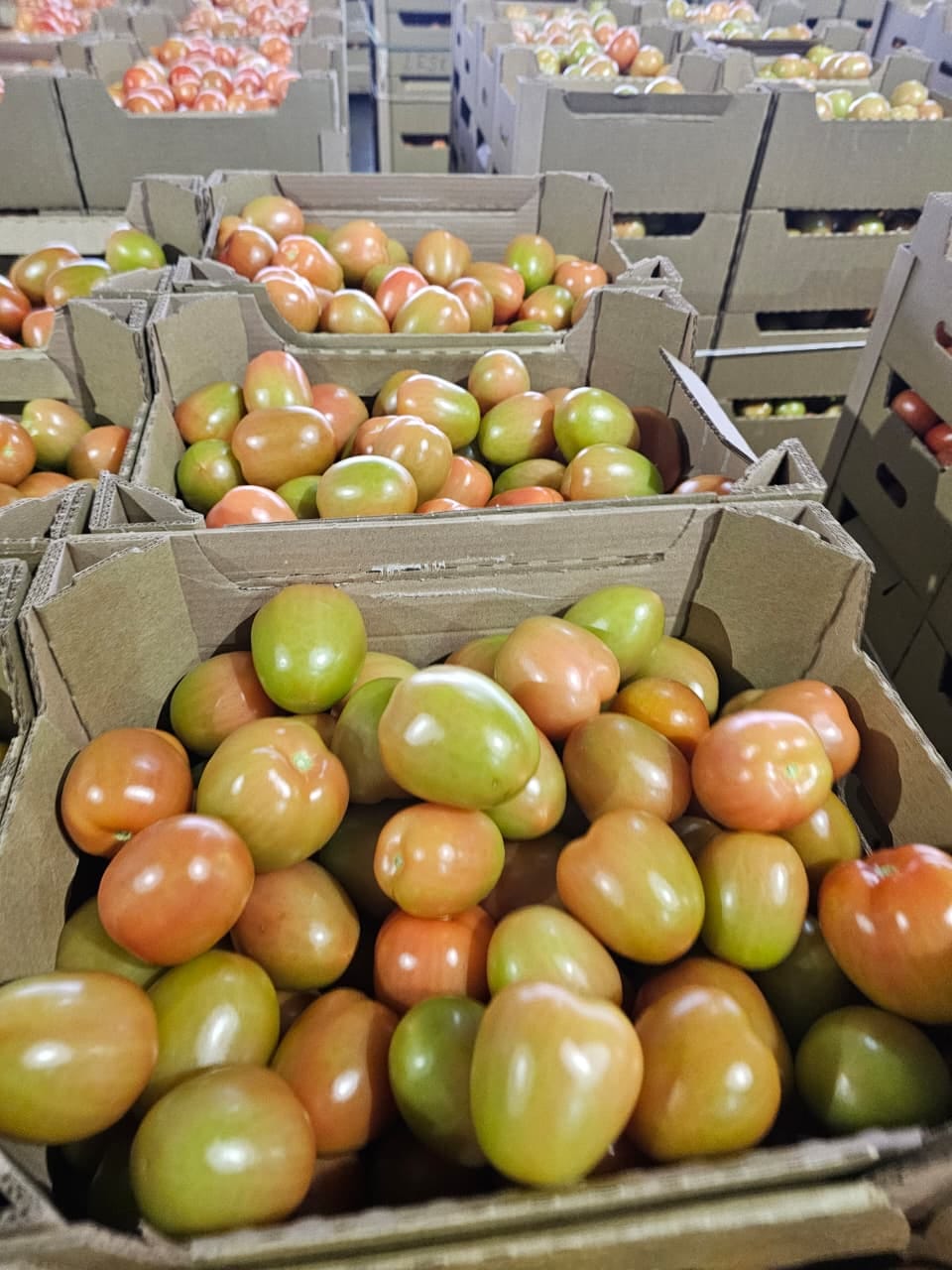 Томат сливовидный красный тепличный — фото 2