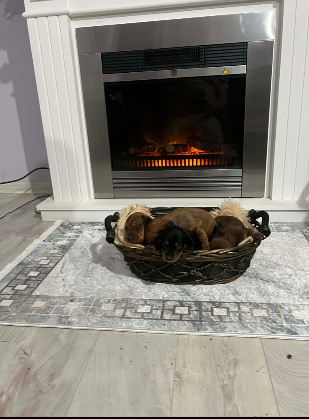 Короткошерстные таксы — фото 10