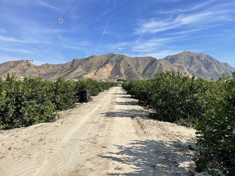 ПЛАНТАЦИЯ ЦИТРУСОВЫХ В ИСПАНИИ — фото 8