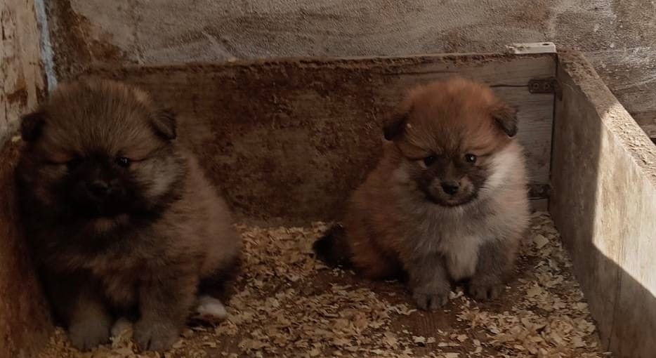 Щенки померанского шпица — фото 5