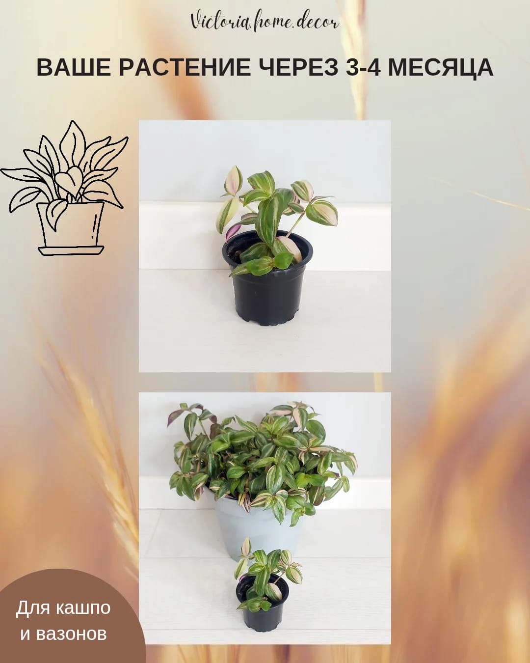 Традесканция Zebrina Discolor multicolor/ Зебрина Мультиколор тайская вариегатная — фото 5