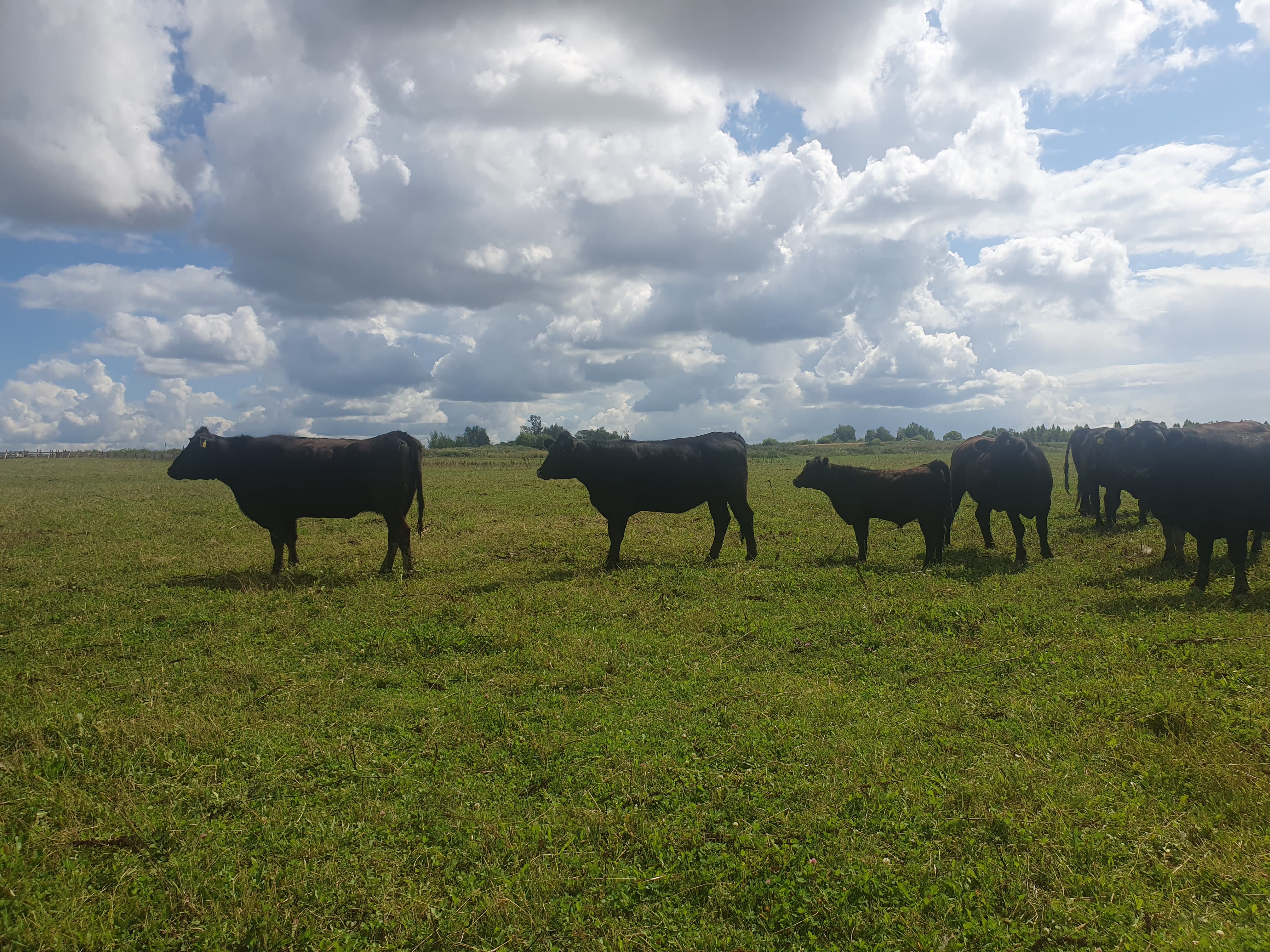 Нетели,   телки Абердин Ангус