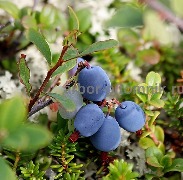 Саженцы и крупномеры голубики купить в Москве и Подмосковье с посадкой — фото 4