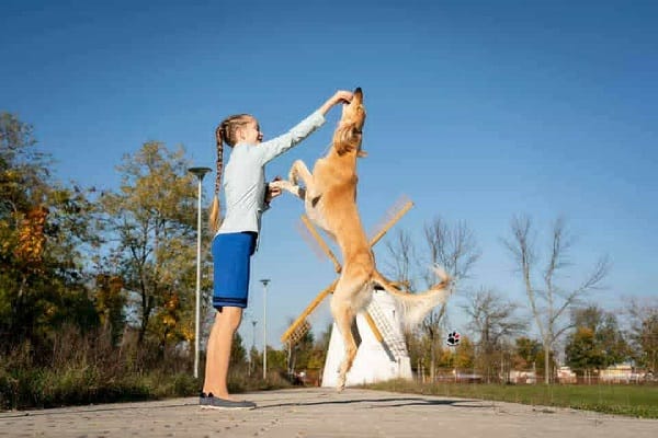 Щенки персидской борзой салюки — фото 9