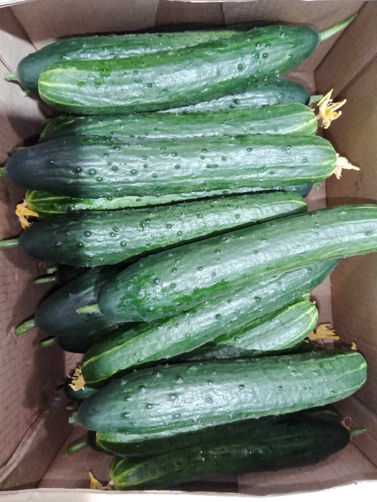 Огурец тепличный колючий среднеплодный Святогор Премиум — фото 2