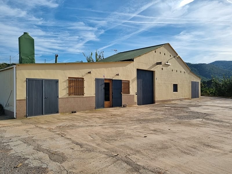 Плантация апельсинов с виллой под Валенсией — фото 2