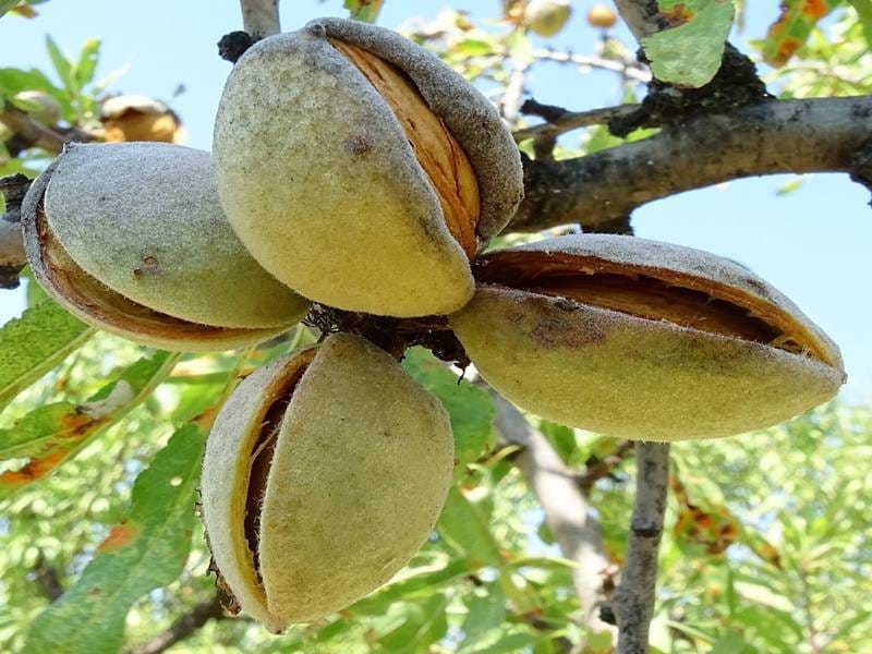 ПЛАНТАЦИЯ МИНДАЛЯ В ИСПАНИИ