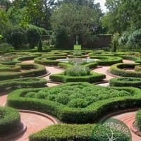 Саженцы кизильник блестящий...сорт элит. г. Тула,Москва,Воронеж,Калуга,Рязань,Орёл,Тверь — фото 2