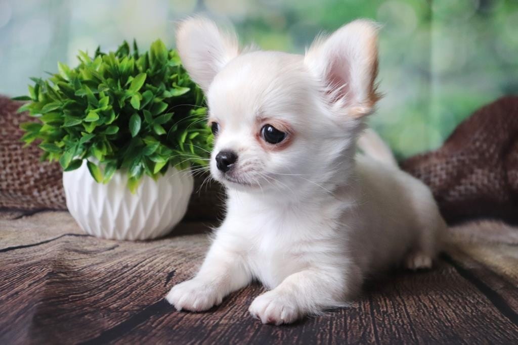 Чихуахуа щенки