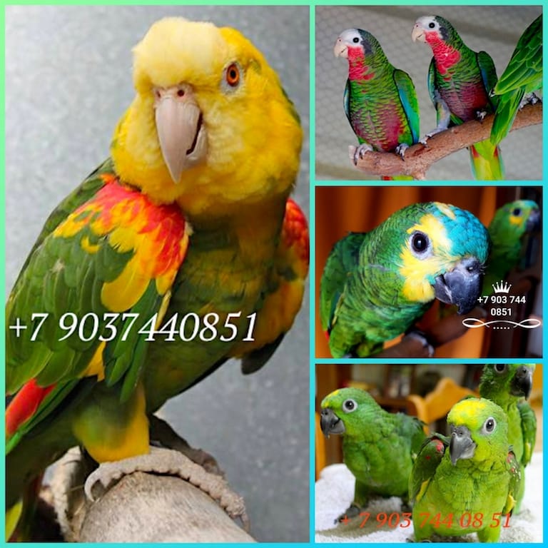 Попугай амазон - птенцы из питомника