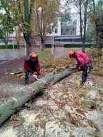 Корчевание пней.обрезка деревьев,сада,спил дерева,уборка  участка Одеса