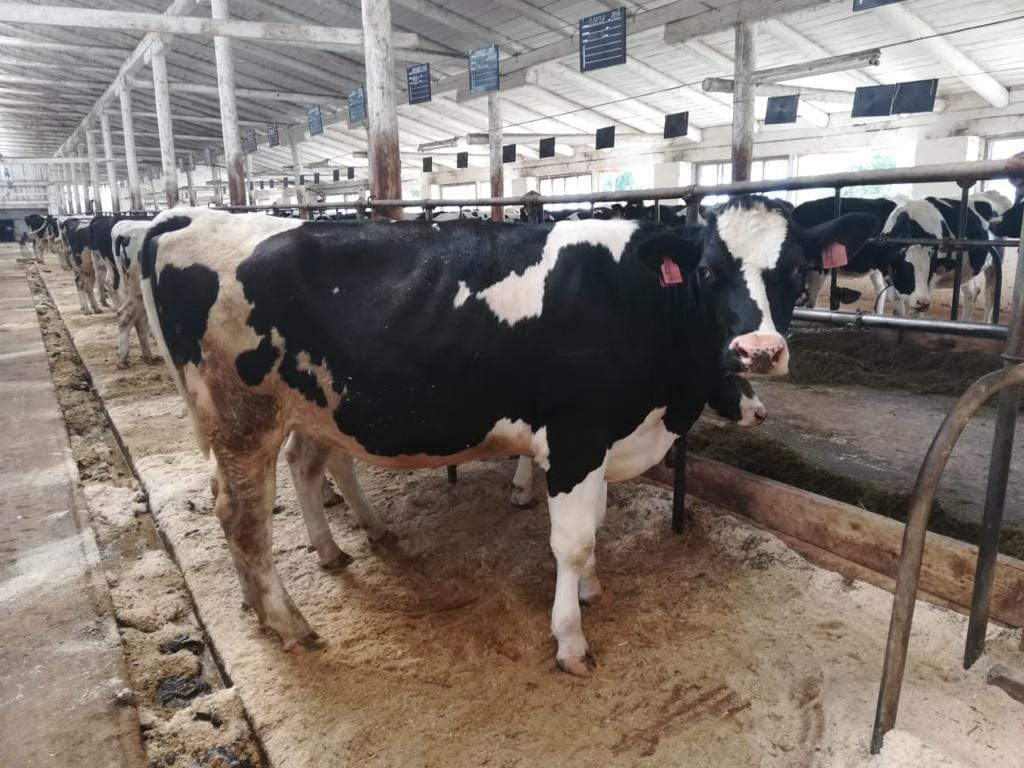 Нетелей голштинской породы — фото 2