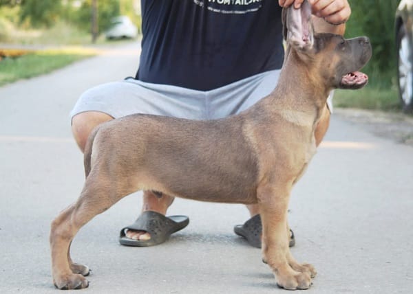 Щенки кане корсо на продажу — фото 6