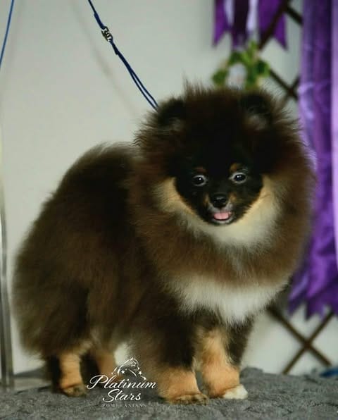 Щенки миниатюрного немецкого шпица (померанского шпица) — фото 2