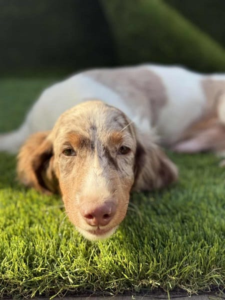 Длинношерстная такса — фото 4