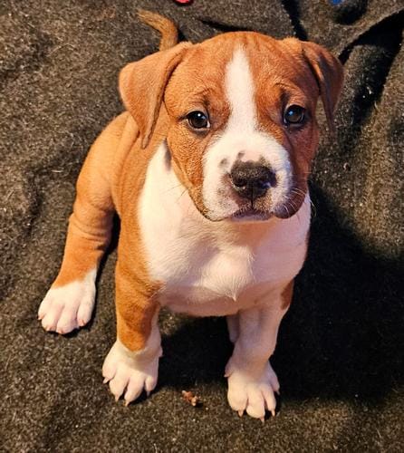 Американский стаффордширский терьер — фото 9