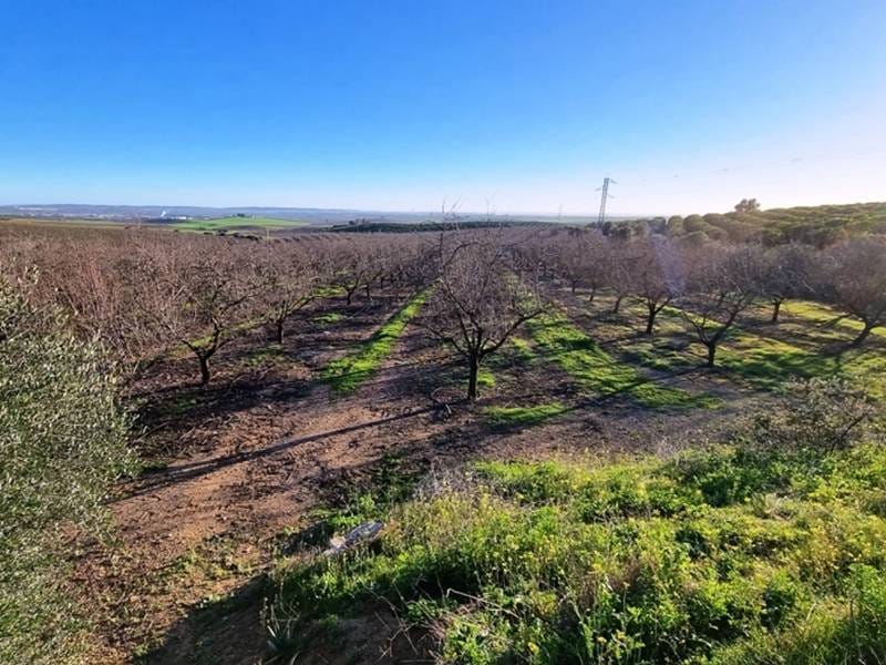 ПЛАНТАЦИЯ МИНДАЛЯ В ИСПАНИИ — фото 3
