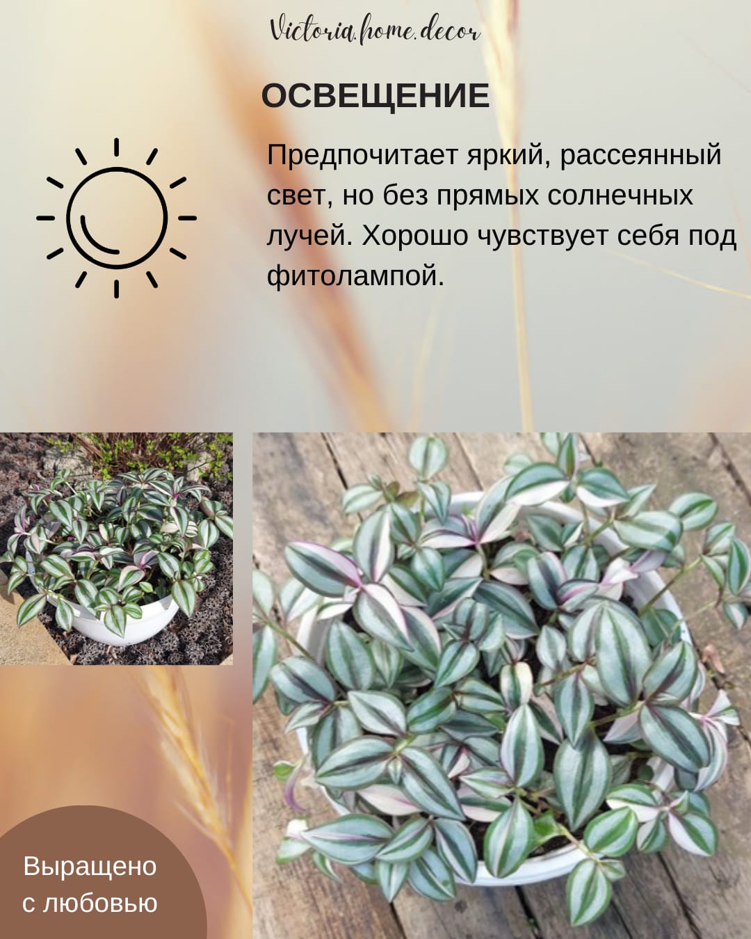 Традесканция Zebrina Qvadricolor/ Зебрина Квадриколор — фото 7