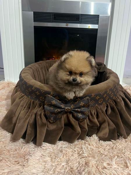 Щенки померанского шпица высшего качества — фото 5