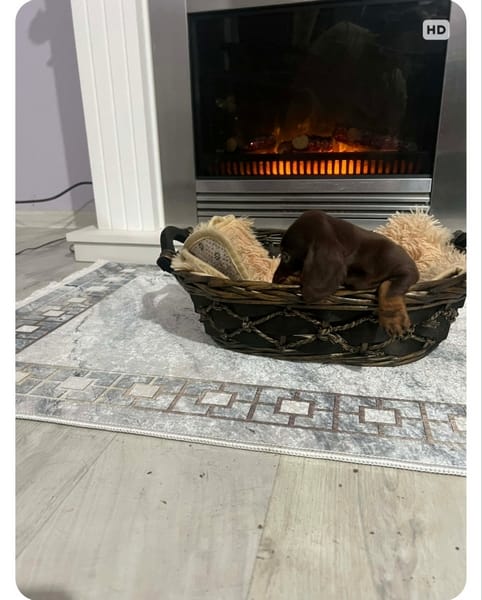 Карликовые короткошерстные таксы, очень миниатюрные — фото 5