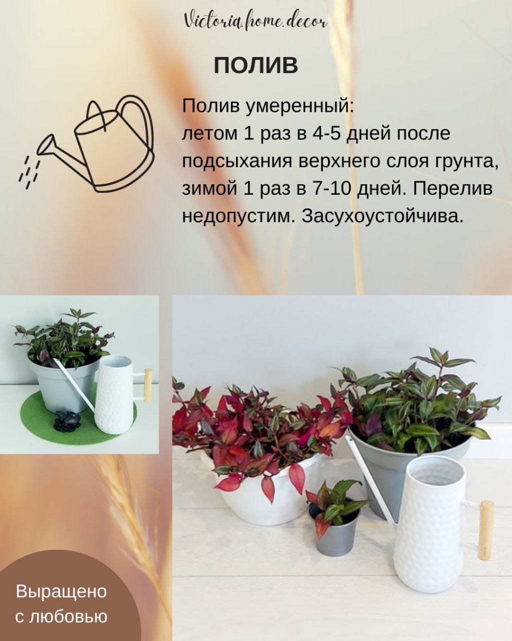 Традесканция Zebrina Disсоlоr Thailand/Зебрина Дисколор тайская — фото 10