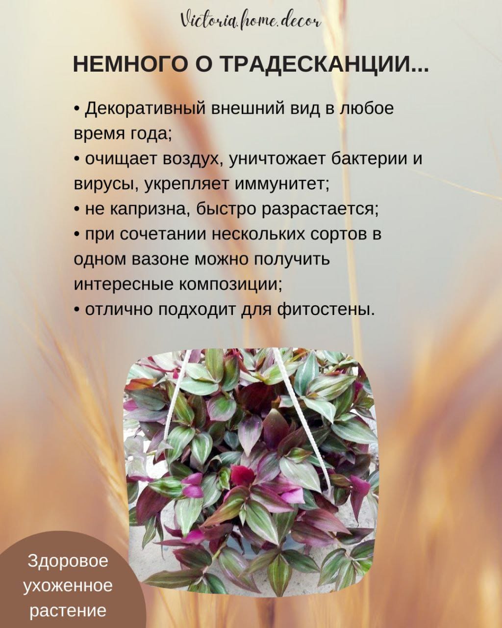 Традесканция Zebrina Disсоlоr Thailand/Зебрина Дисколор тайская — фото 4