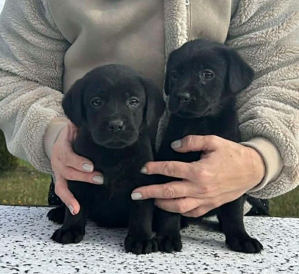 Лабрадор ретривер — фото 3