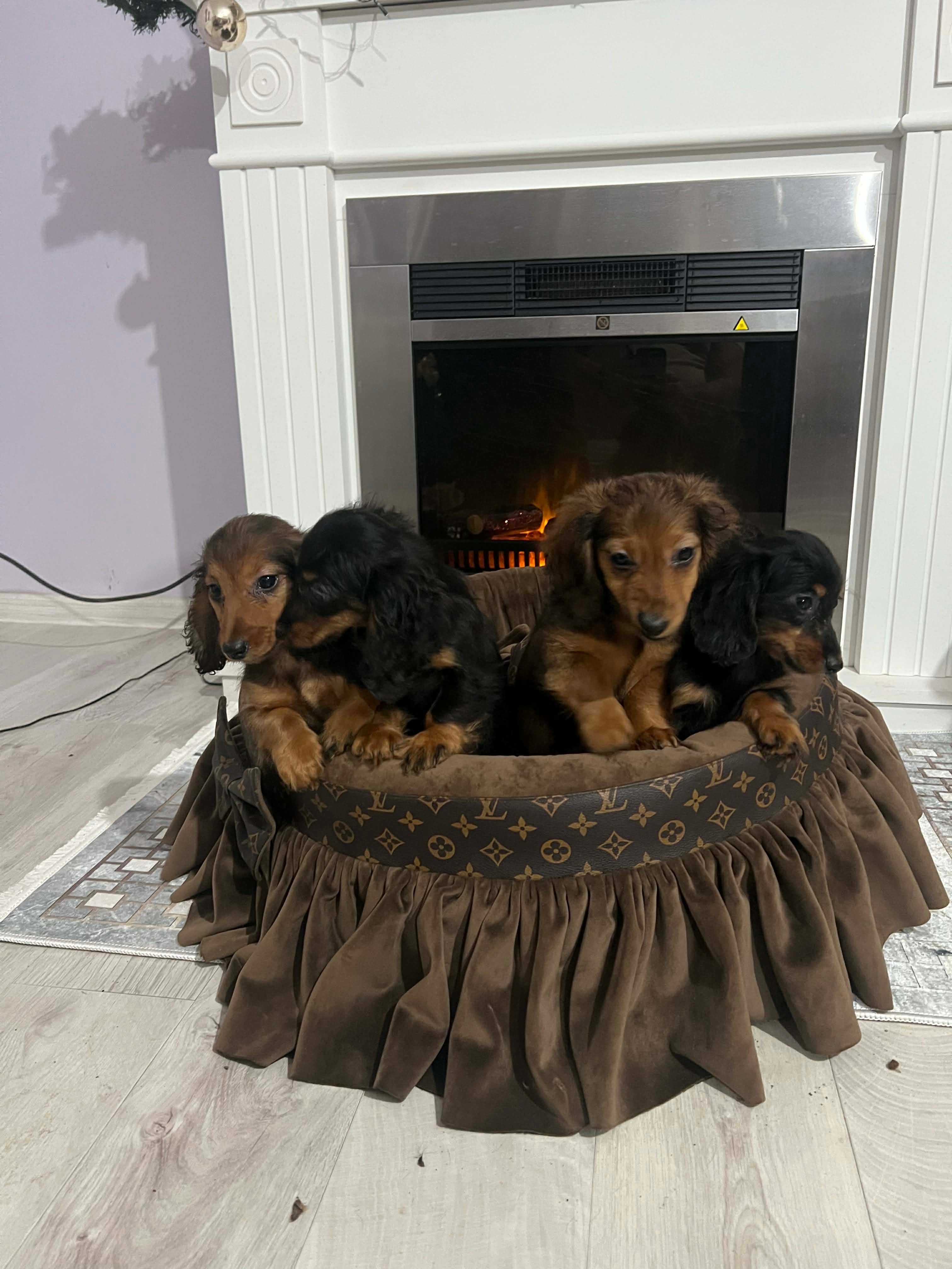 Щенки длинношерстной карликовой таксы — фото 9