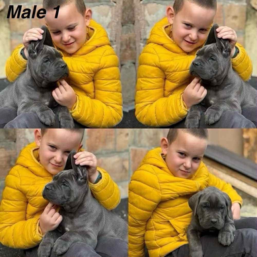 Щенки кане-корсо — фото 5