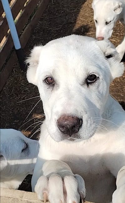 Прекрасные суки среднеазиатской овчарки - алабая