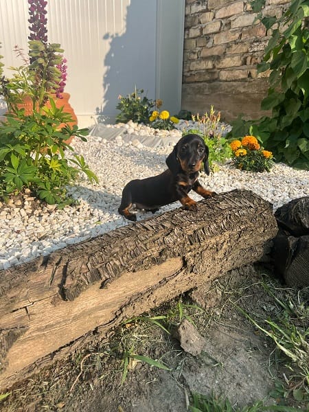 Щенки таксы короткошерстной высшего качества — фото 2