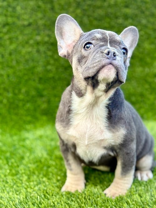 Французский бульдог