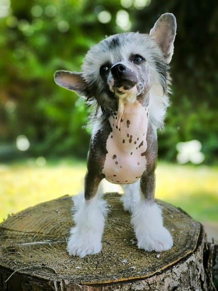 CHINESE CUTIES – щенки на продажу — фото 7