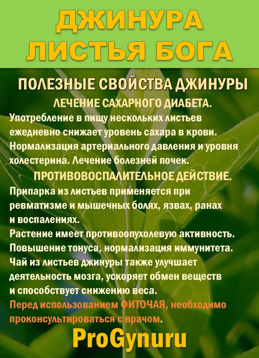 Фиточай Джинура Прокумбенс. Гинура. Сушёный лист. — фото 3