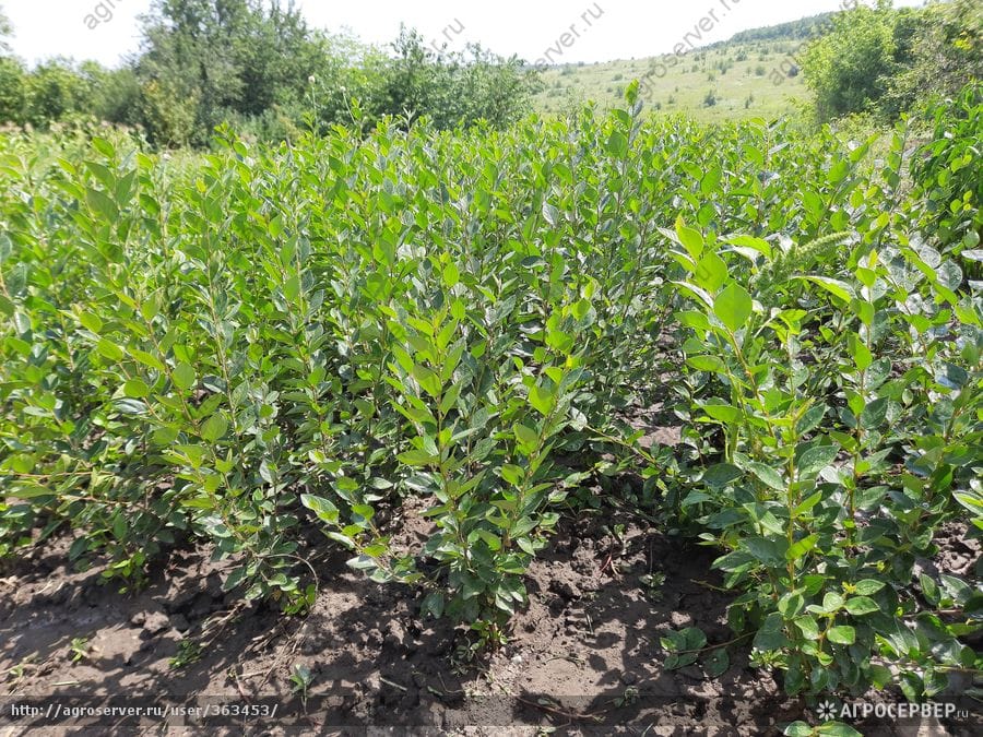 Кизильник блестящий. г. Тула,Москва,Воронеж,Калуга,Рязань,Орёл,Тверь — фото 2