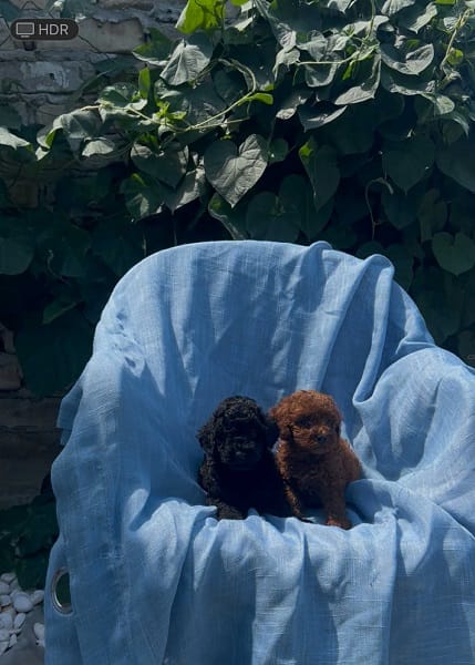 Той-пудели красного, абрикосового и чёрного окраса — фото 6