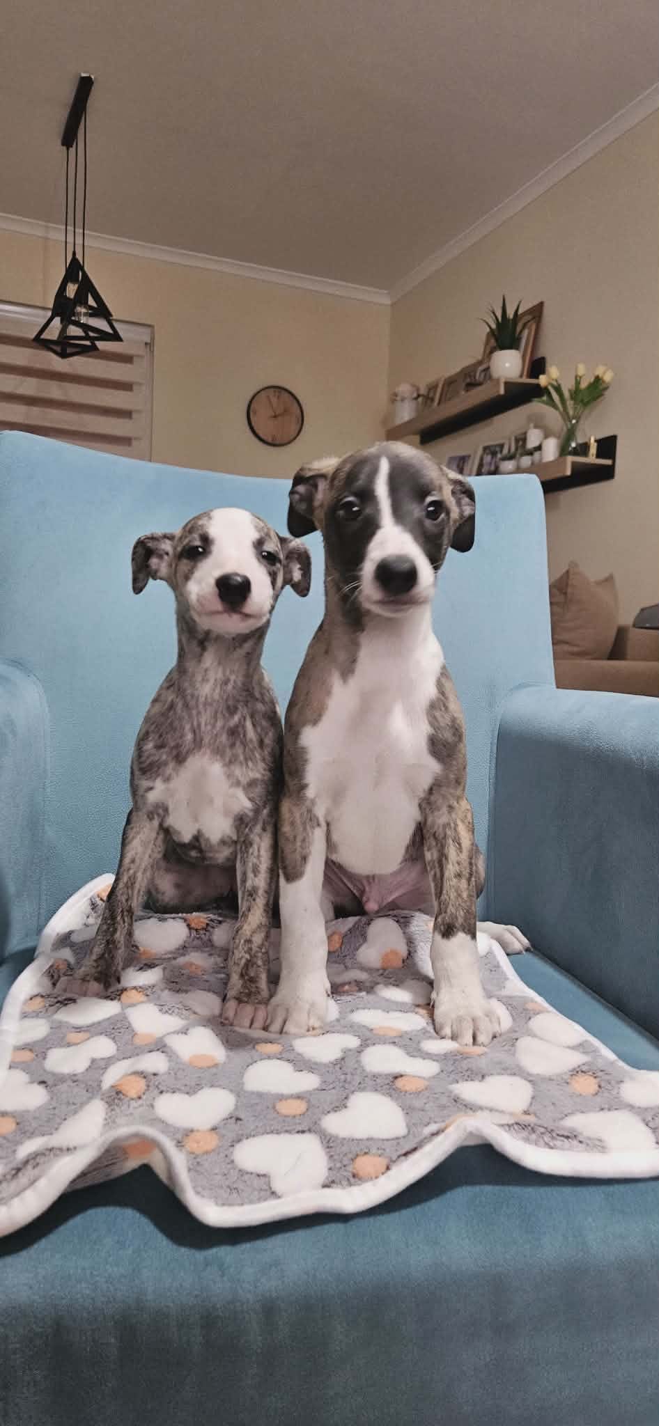 Щенки персидской борзой и салюки — фото 2