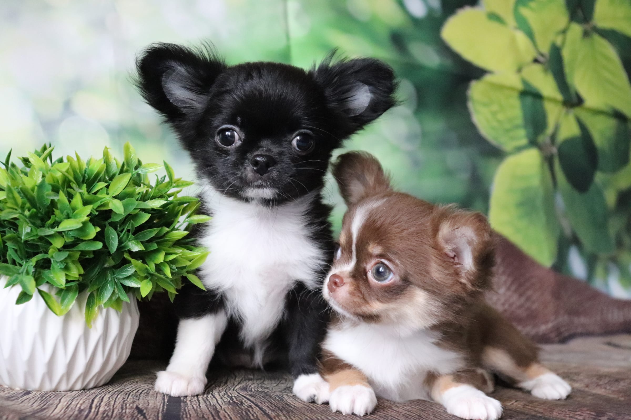 Чихуахуа щенки
