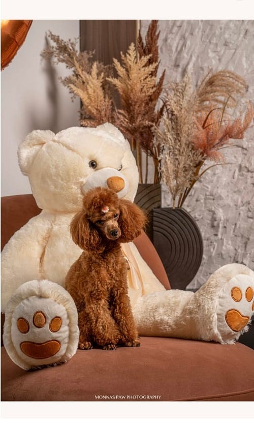 Красные карликовые и той-пудели — фото 2