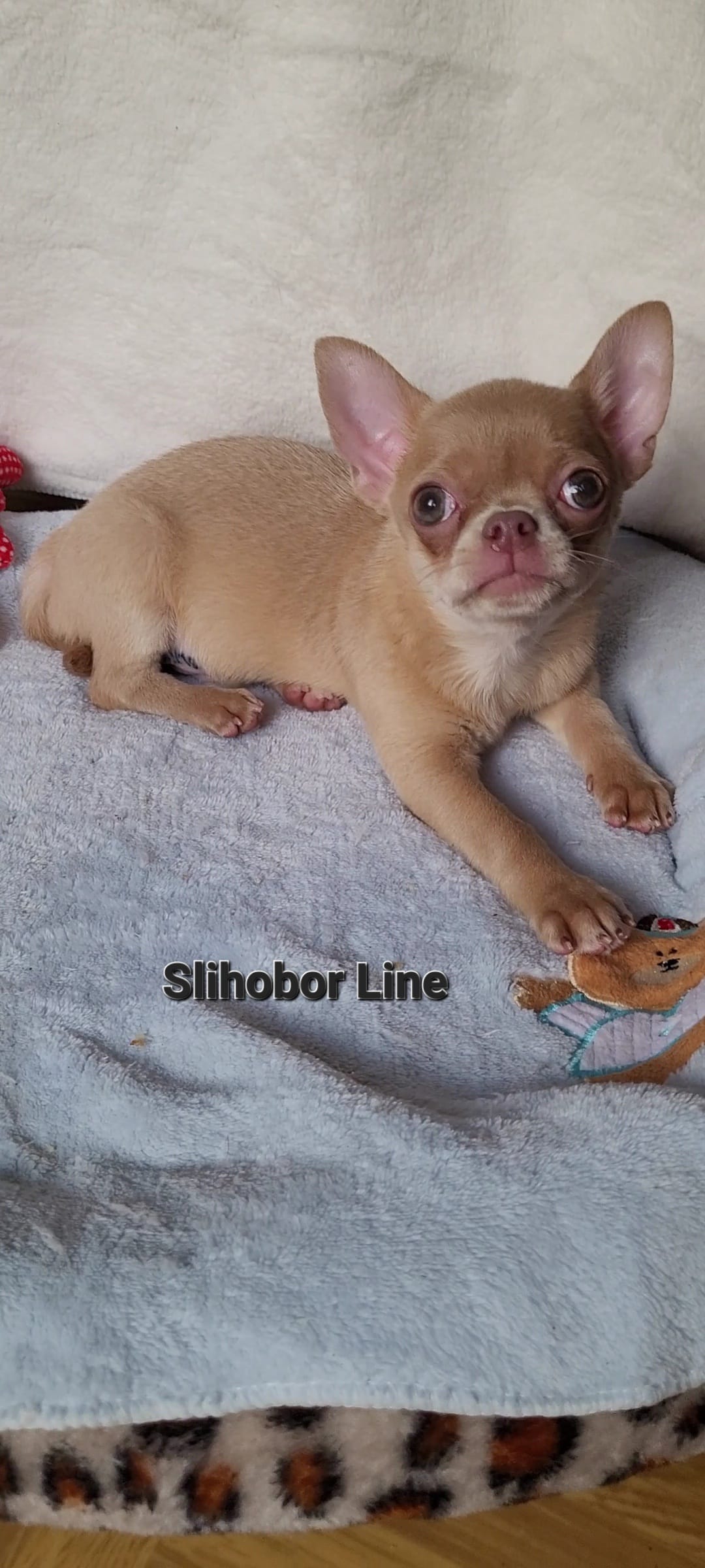 Чихуахуа рыжая девочка — фото 3