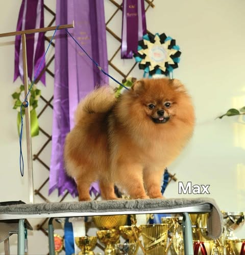 Щенки миниатюрного немецкого шпица (померанского шпица) — фото 3