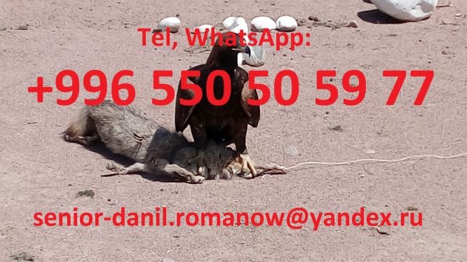 Поездки в Кыргызстан, гид, прогулки в горы, туризм, экскурсии, водитель — фото 4